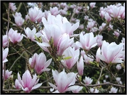 Magnolia, Różowo biała